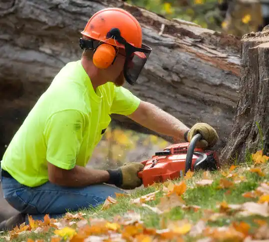 tree services Curtice